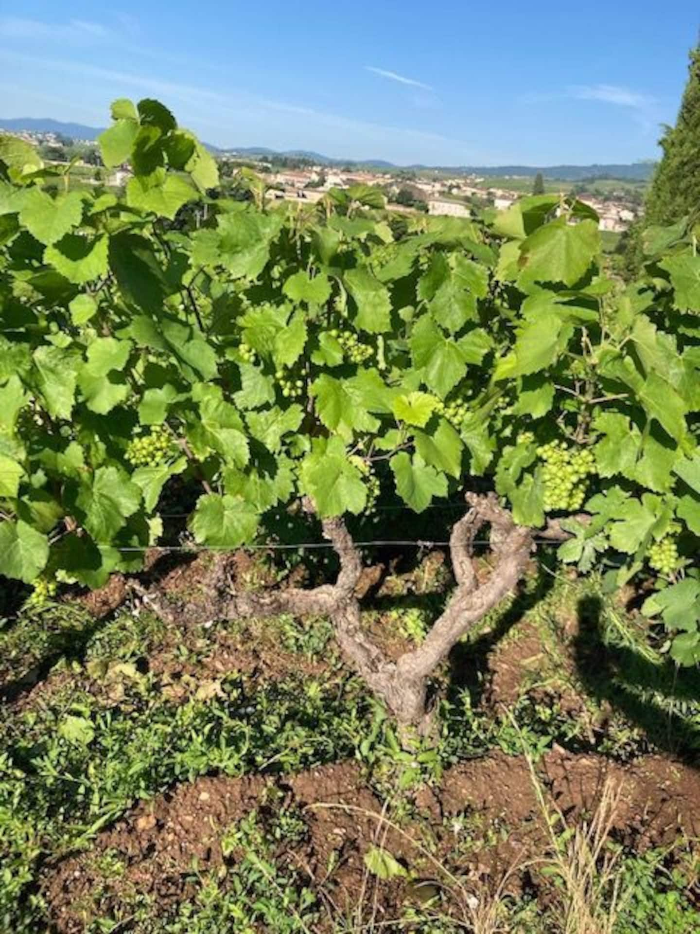 Les Gîtes - Clos Des Garands